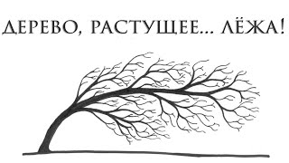 A tree growing lying down! The phenomenon of Russia