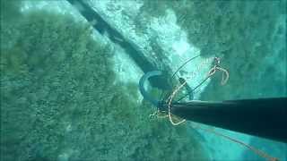 pesca sub alessio 2013