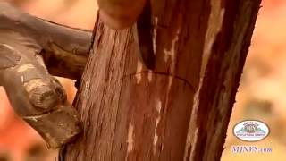 Шок!!!Перепрививка взрослых кустов винограда 2 inoculation of grapes