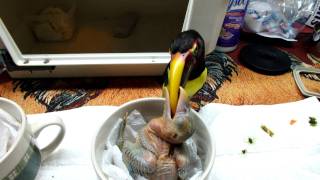 Kiwi feeds Curl Crested Aracari chicks