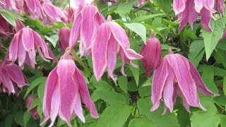 12 05 19г Княжик «Констанс»