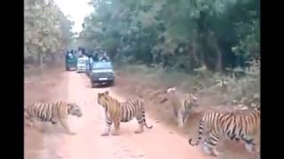 Wildlife Safari in Rishikesh Uttarakhand India / Krishna Holidays