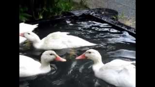 Enten weiß - Canards blanc, Jungtierschau KTZV Basel