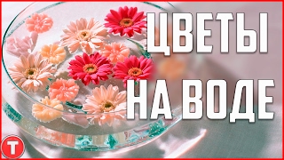 БУМАЖНЫЕ ЦВЕТЫ РАСПУСКАЮТСЯ НА ВОДЕ (канал TEST на  #youtube)