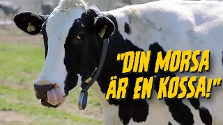 Kosläpp på skånska