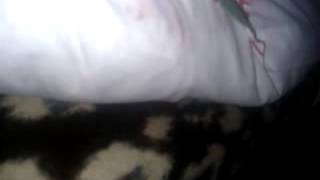 Roya