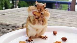 비싼 견과류 남 주기 싫어서 가져가는 서열 1위 다람쥐 제니 Luxury Nuts Taken By Chipmunk Jenny So Nobody Else Can
