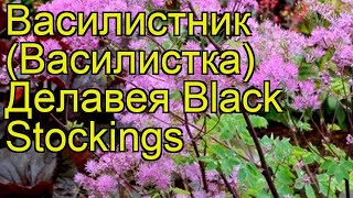 Василистник делавея Блэк Стокингс. Краткий обзор, описание thalictrum delavayi Black Stockings
