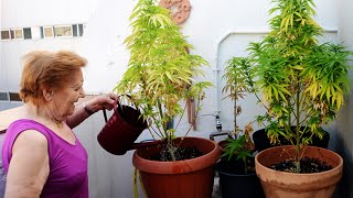 ¿CADA CUÁNTO SE RIEGA LA MARIHUANA?