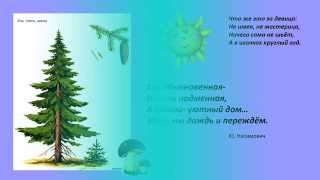 Презентация для детей.  Виды деревьев для дошкольников