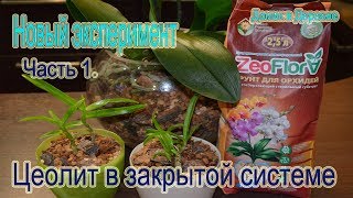 Цеолит ! Посадка орхидей в закрытую систему ! Новый экспериментальный вариант  Часть 1
