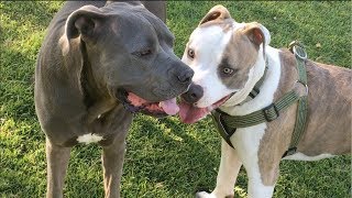 Bandog Gets Harassed by Akita & Ran Over by AmStaff