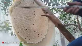 Proses pengambilan madu lebah liar from tin island  (bangka belitung)
