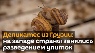 Деликатес из Грузии: на западе страны занялись разведением улиток