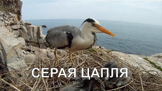 И снова GoPro. Серая цапля. Grey Heron