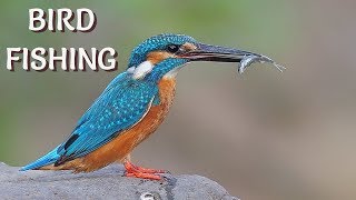 BIRD COMMON KINGFISHER FISHING/ Птица Лови Риба/ Vogel Angelt/ Pájaro Pescando