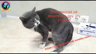 Кот отлетел на обочину от удара проезжающей машины Мы искали помощь чтобы спасти кота cat crying