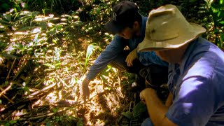 Mapinguari: The Beast of the Amazon | Full Documentary