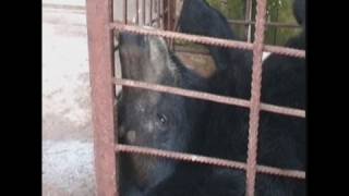 Vile farming for bear bile