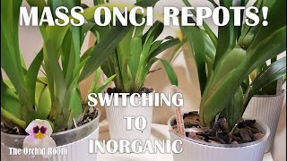Repotting the Oncidiums! Replacing Sphagnum with Inorganic Media!