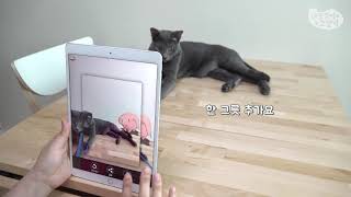 한 그릇 더 달라고 그릇 내미는 고양이 라떼