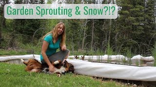 Life in a Tiny House called Fy Nyth - Garden Sprouting & Snow?!?