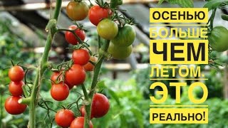Kак осенью получить томатов больше чем летом?