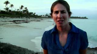 Piping Plovers trailer