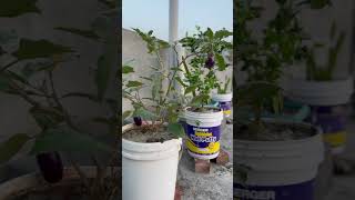 Awesome Rooftop Plants #shorts #short #shortvideo #plants #diy #homeimprovement