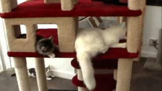 Dollhouse Cat Condo