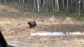 Жесть!!! Медведь!!! Смотреть до конца!!!