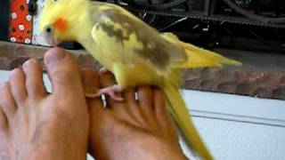 bird's orgasm:  The final moment