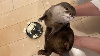 肉と魚大好きのカワウソに豆腐をあげたら、思わぬ展開に Giving Tofu to an Otter Leads to an Unexpected Turn of Events