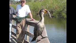 Double-crested Cormorant at Everglades