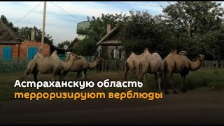 Астраханскую область терроризируют верблюды