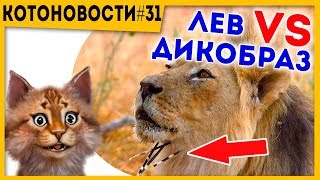 #Котоновости 31 Дикобраз против Льва | Милая зверюга | Почему не нужно ходить в цирк?
