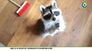 Енот Мелани из Англии научилась кататься на велосипеде