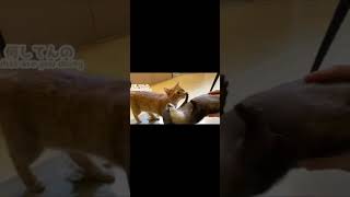 カワウソさくら カワウソの筋肉が普通にマッチョすぎた… The otter's muscles were too great　#shorts #animal