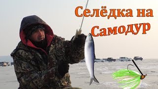 Рыбалка на Самодур Ловля Селёдки на Бороду. Устья Реки Суйфун Тавричанка Приморье.