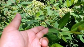 Capital Naturalist: Dogbane