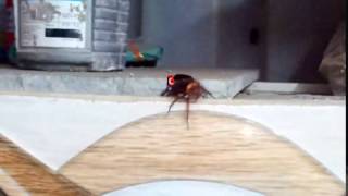 turkish sex video