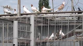 Омск . Голуби - 1 . ( 28 июня 2016 )