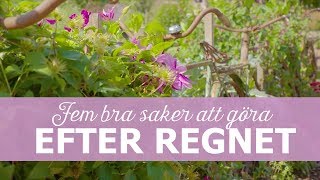 Fem bra saker att göra efter regnet