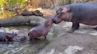 Fiona still Learning