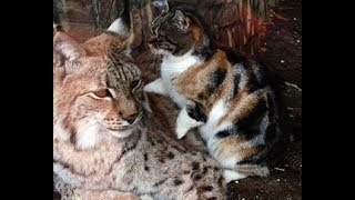 Adorable Stray Cat Sneaks Into A Zoo To Cuddle With The Big Cats