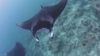 プチぐるぐるマンタに遭遇!?  モルディブ・スキンダイビング  バア環礁  ハニファルアウトリーフ  A school of mantas,Maldives Skin Diving.