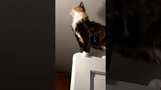 киска малышка краткий обзор. жизни кошки. трехцветная редкий зверек кошка Мура девочка ️