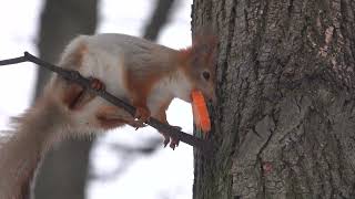 Белка, очень похожая на Копию / A squirrel very similar to Copy