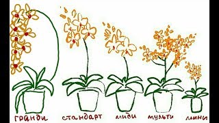 Сравнение и отличие между типами фаленопсисов.