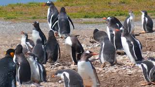 Pingüino Rey y pingüino papua -ViatgeLovers.com